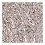Atlas Antibodies Anti-PARVG Antibody