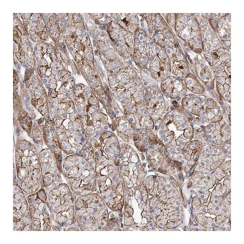 Atlas Antibodies Anti-PARVG Antibody