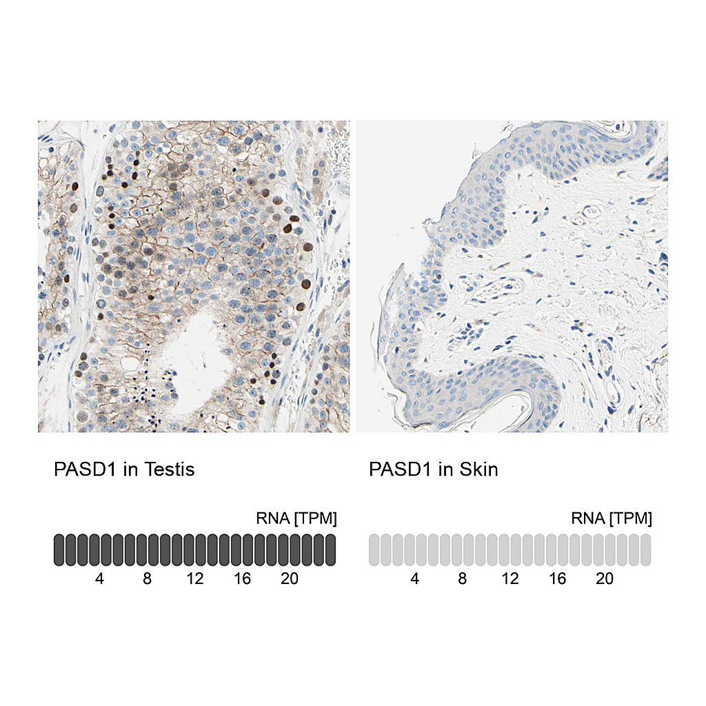 Atlas Antibodies Anti-PASD1 Antibody