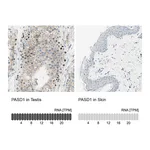 Atlas Antibodies Anti-PASD1 Antibody
