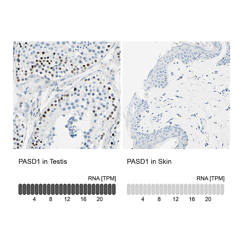 Atlas Antibodies Anti-PASD1 Antibody