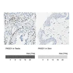 Atlas Antibodies Anti-PASD1 Antibody