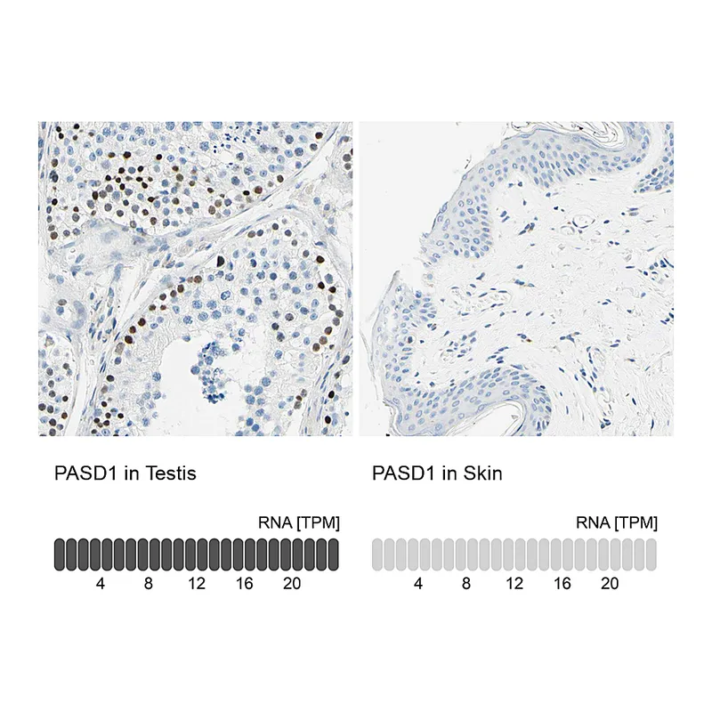 Atlas Antibodies Anti-PASD1 Antibody