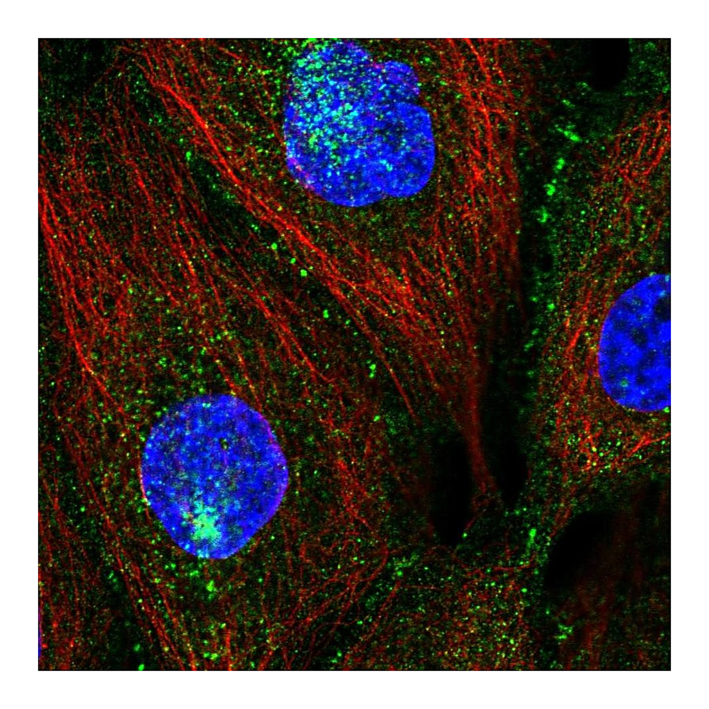 Atlas Antibodies Anti-PATJ Antibody