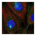 Atlas Antibodies Anti-PATJ Antibody