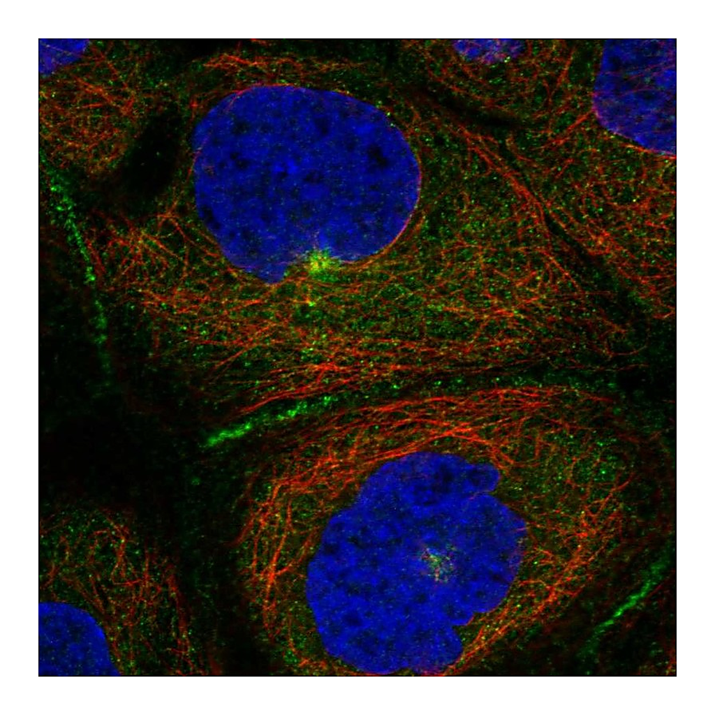 Atlas Antibodies Anti-PATJ Antibody