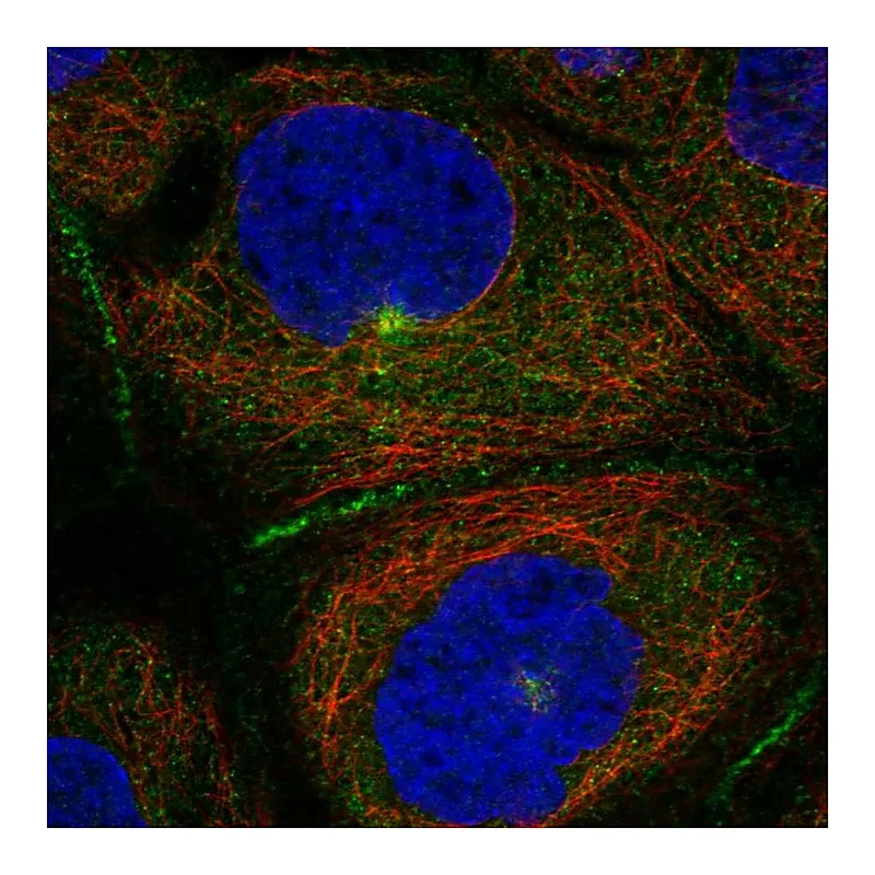 Atlas Antibodies Anti-PATJ Antibody