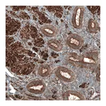 Atlas Antibodies Anti-PAWR Antibody