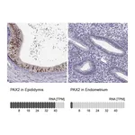 Atlas Antibodies Anti-PAX2 Antibody