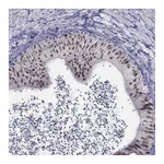 Atlas Antibodies Anti-PAX2 Antibody