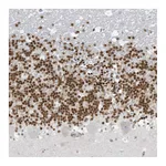 Atlas Antibodies Anti-PAX6 Antibody