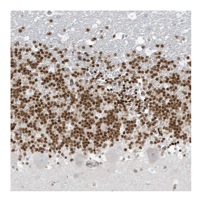 Atlas Antibodies Anti-PAX6 Antibody