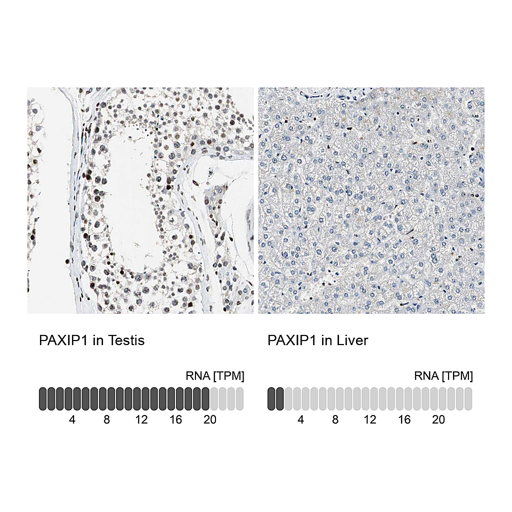 Atlas Antibodies Anti-PAXIP1 Antibody