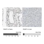 Atlas Antibodies Anti-PAXIP1 Antibody