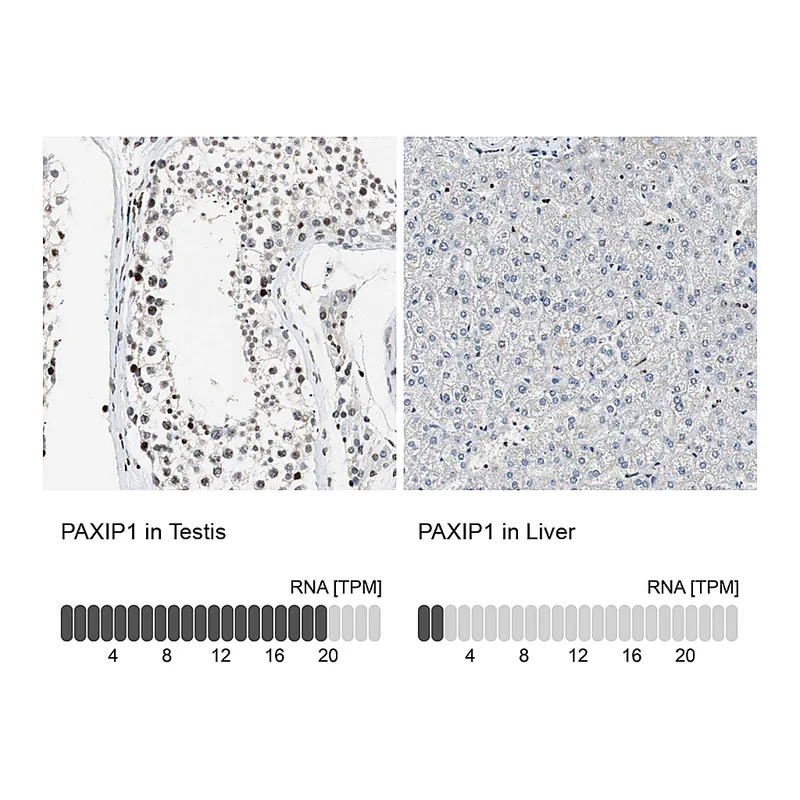 Atlas Antibodies Anti-PAXIP1 Antibody