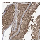 Atlas Antibodies Anti-PAXBP1 Antibody