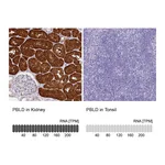 Atlas Antibodies Anti-PBLD Antibody