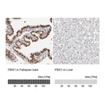 Atlas Antibodies Anti-PBX1 Antibody