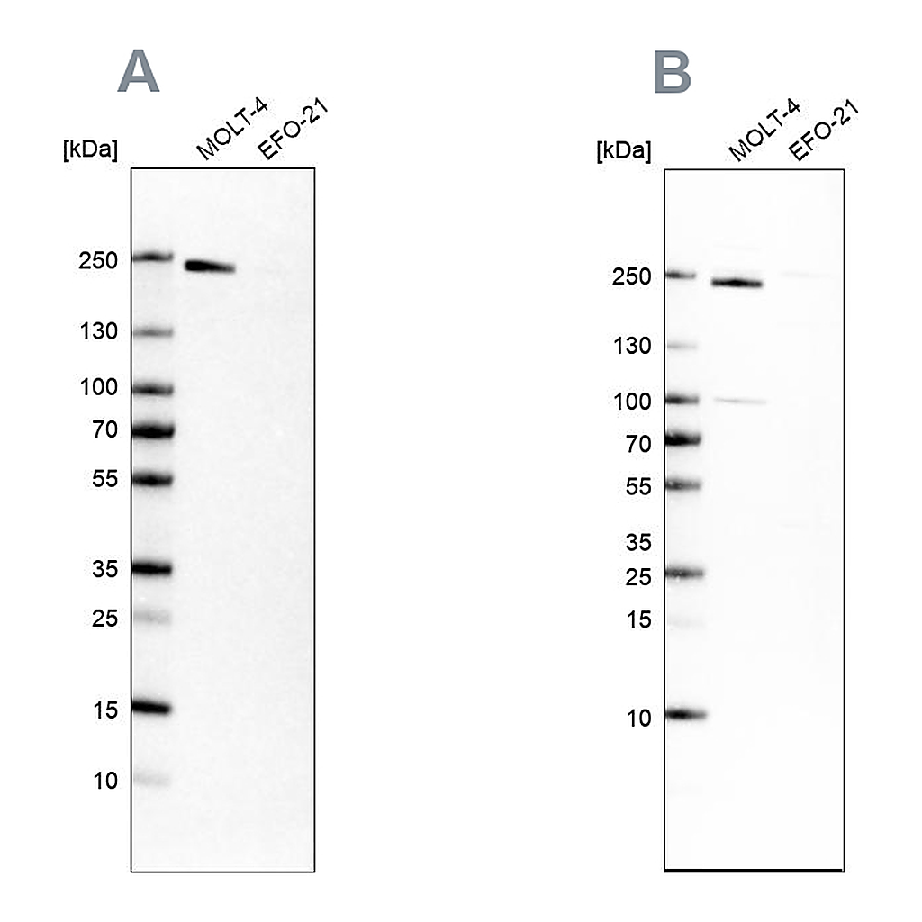 Atlas Antibodies Anti-PBRM1 Antibody
