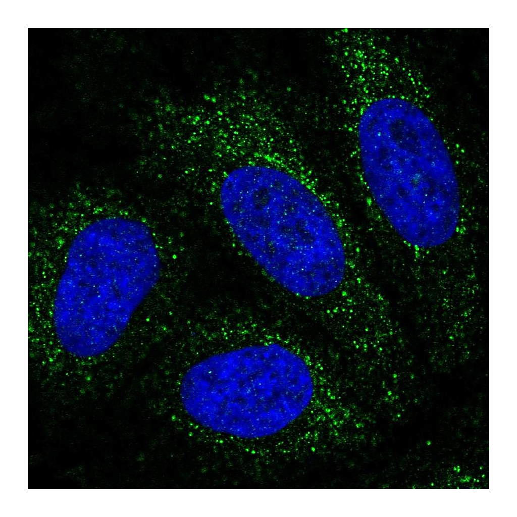 Atlas Antibodies Anti-PBX4 Antibody
