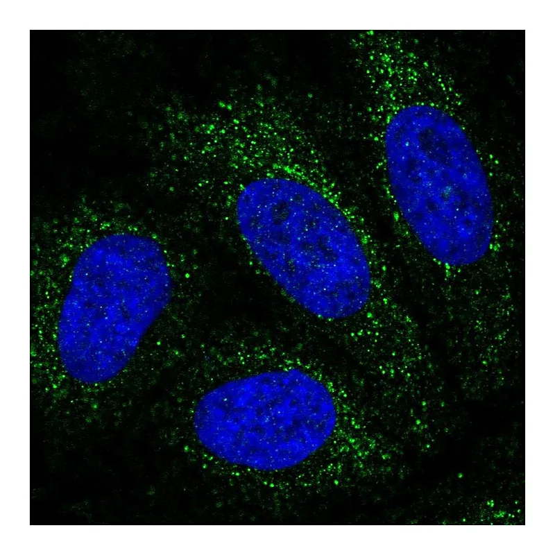 Atlas Antibodies Anti-PBX4 Antibody