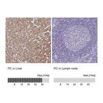 Atlas Antibodies Anti-PC Antibody