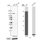 Atlas Antibodies Anti-PC Antibody