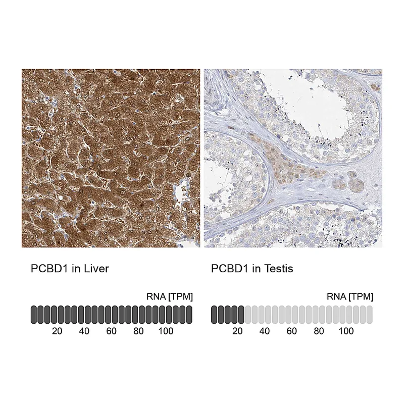 Atlas Antibodies Anti-PCBD1 Antibody