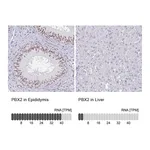 Atlas Antibodies Anti-PBX2 Antibody