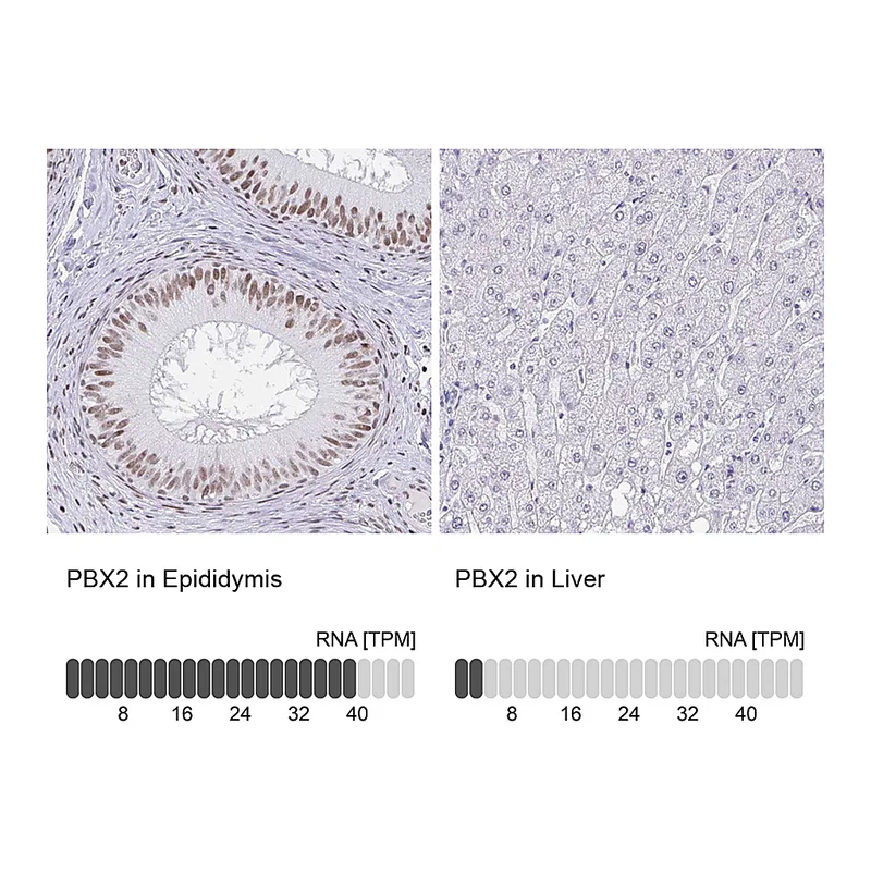 Atlas Antibodies Anti-PBX2 Antibody