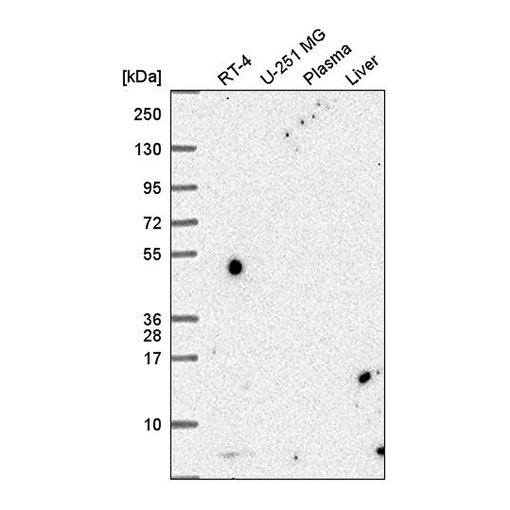 Atlas Antibodies Anti-PCBD1 Antibody