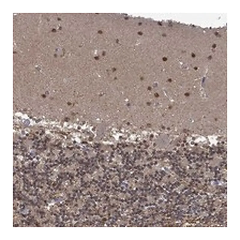 Atlas Antibodies Anti-PCBP2 Antibody