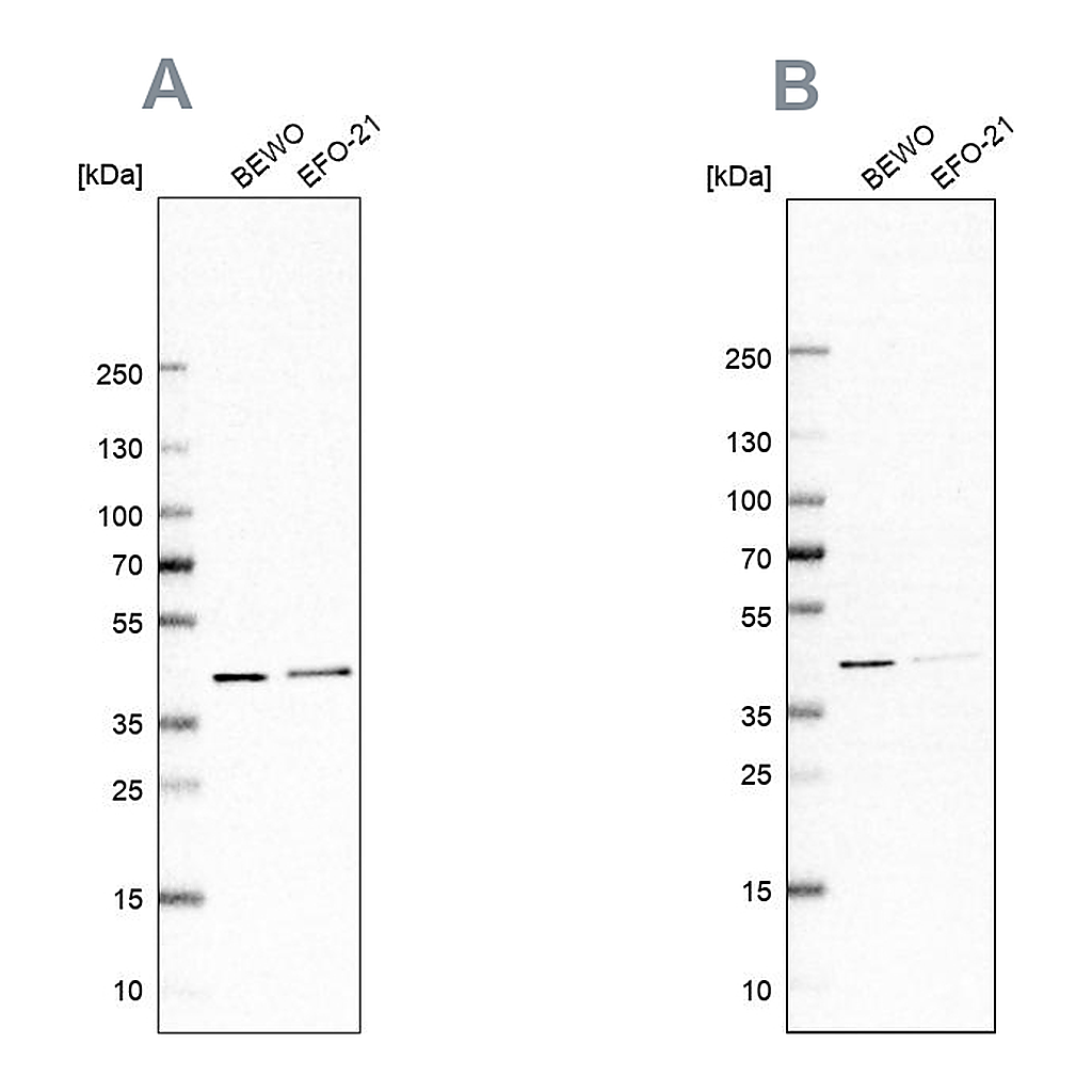 Atlas Antibodies Anti-PCBP1 Antibody