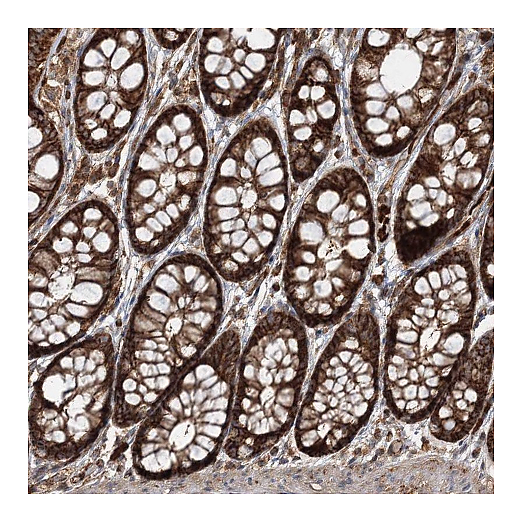 Atlas Antibodies Anti-PCBD2 Antibody