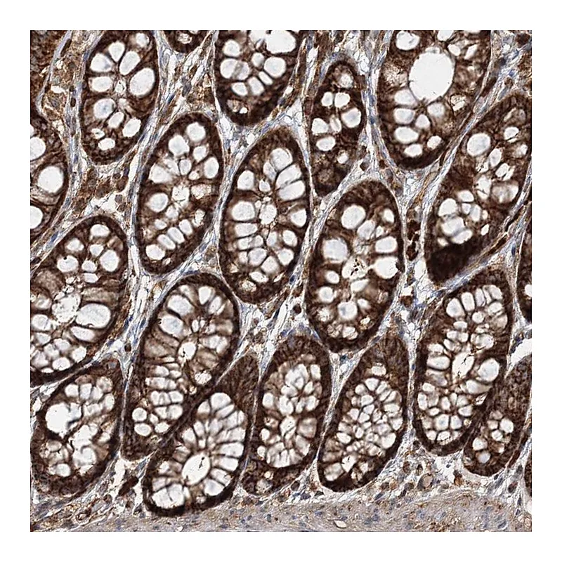 Atlas Antibodies Anti-PCBD2 Antibody