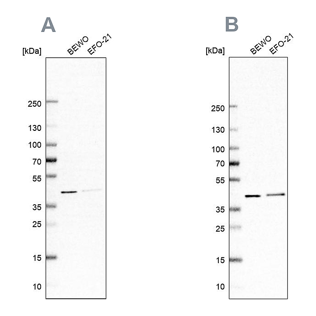 Atlas Antibodies Anti-PCBP1 Antibody