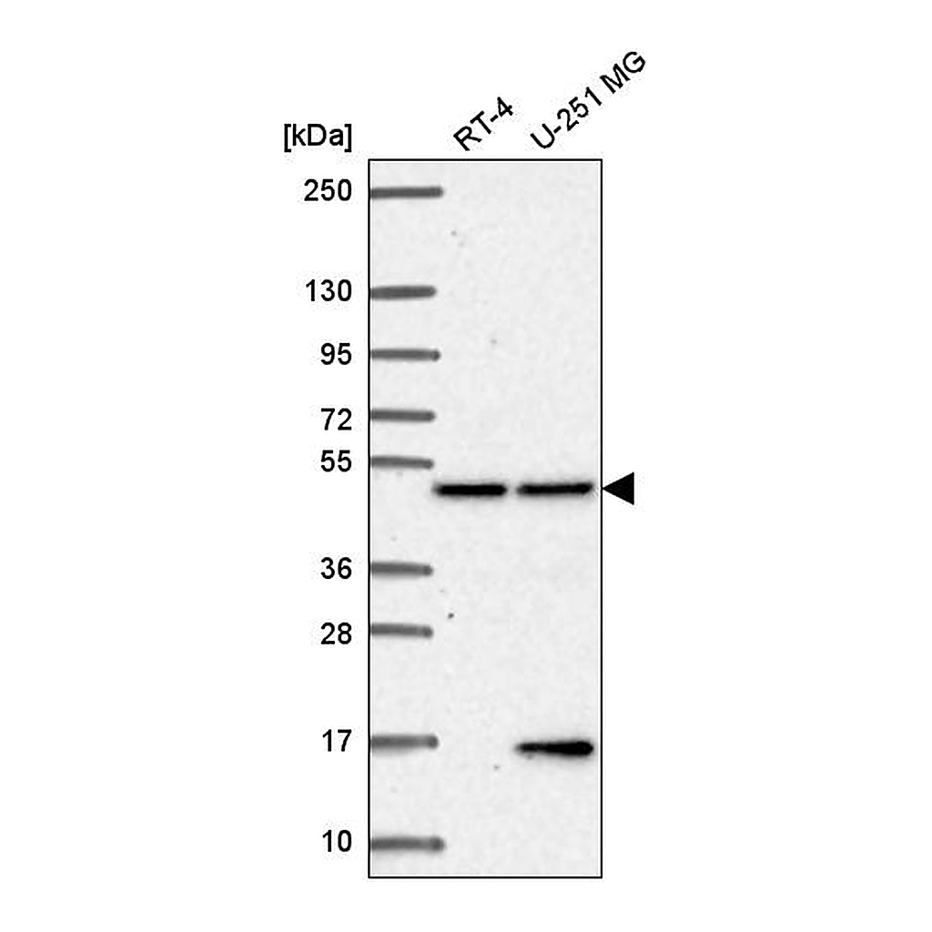 Atlas Antibodies Anti-PCBP4 Antibody