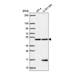 Atlas Antibodies Anti-PCBP4 Antibody