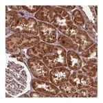 Atlas Antibodies Anti-PCBP2 Antibody