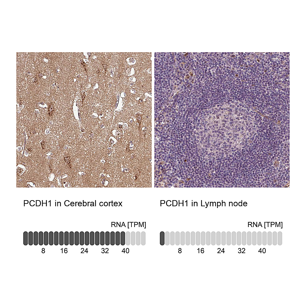 Atlas Antibodies Anti-PCDH1 Antibody