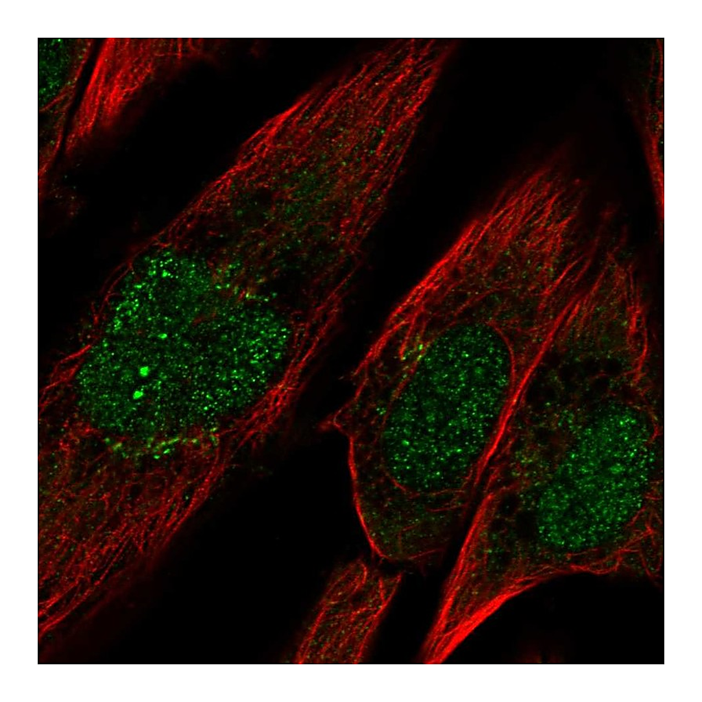 Atlas Antibodies Anti-PCDH10 Antibody