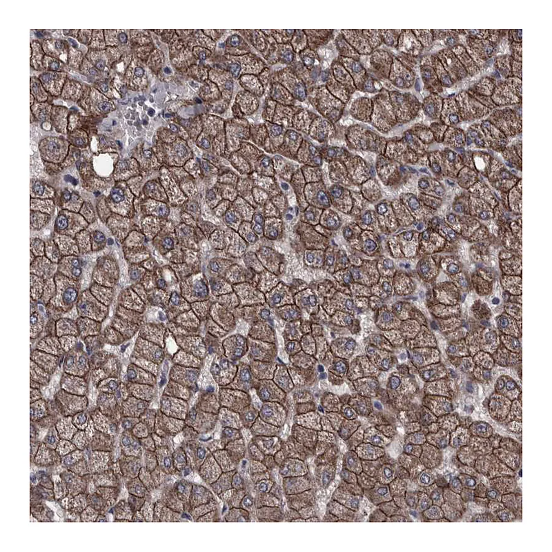 Atlas Antibodies Anti-PCDH17 Antibody
