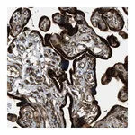 Atlas Antibodies Anti-PCDH18 Antibody