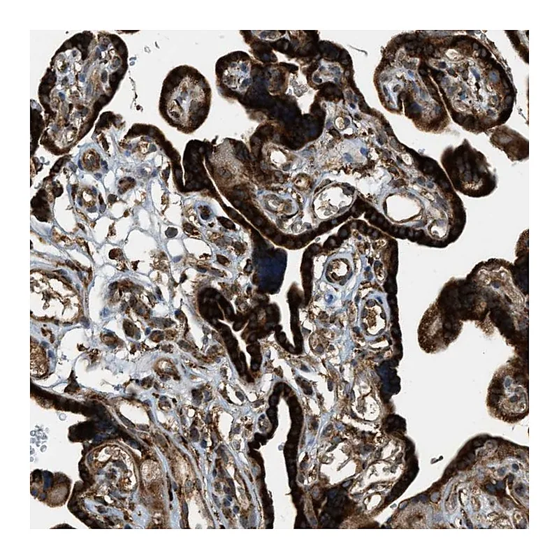 Atlas Antibodies Anti-PCDH18 Antibody