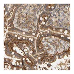 Atlas Antibodies Anti-PCDH7 Antibody