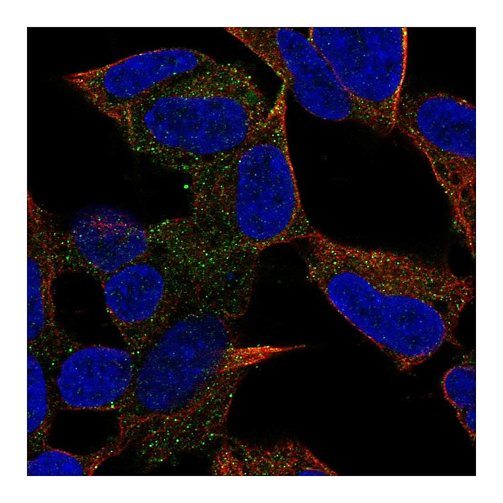 Atlas Antibodies Anti-PCDH20 Antibody