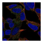 Atlas Antibodies Anti-PCDH20 Antibody