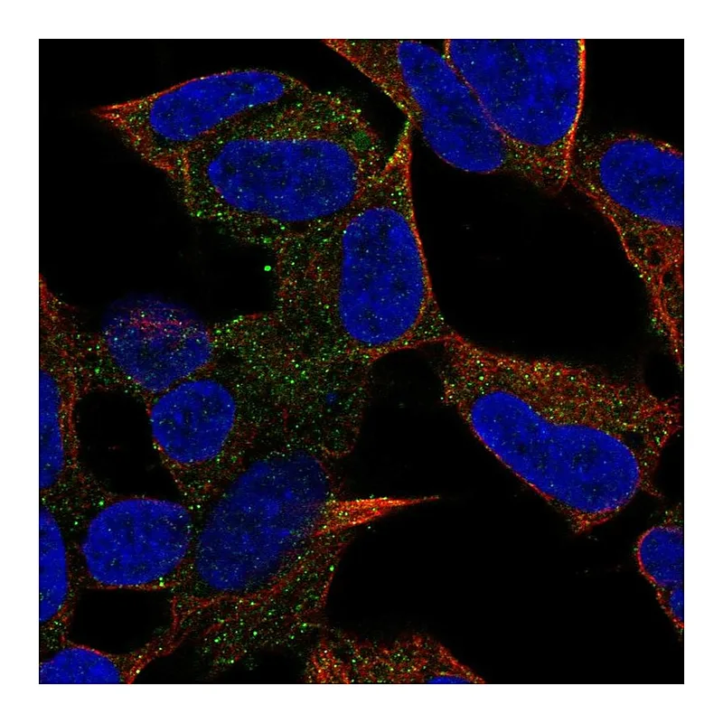 Atlas Antibodies Anti-PCDH20 Antibody