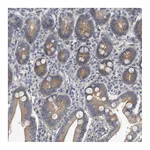 Atlas Antibodies Anti-PCDH8 Antibody
