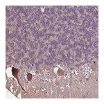 Atlas Antibodies Anti-PCDHA12 Antibody